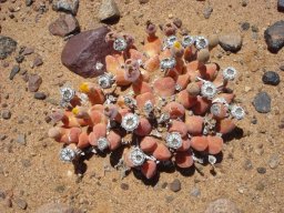 Vanheerdea roodiae diligent production